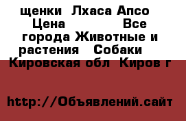 щенки  Лхаса Апсо › Цена ­ 20 000 - Все города Животные и растения » Собаки   . Кировская обл.,Киров г.